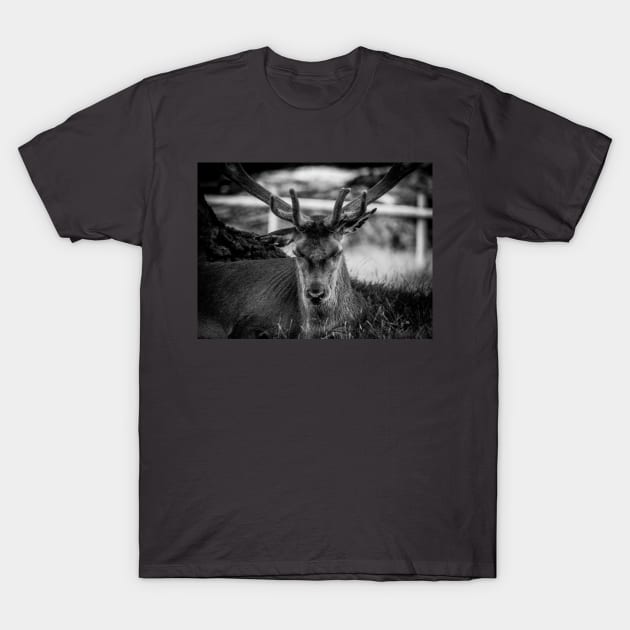 Stag T-Shirt by outlawalien